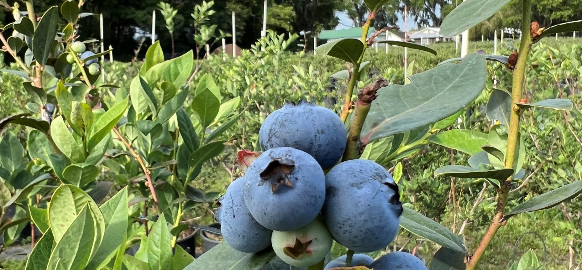 How to Irrigate Blueberry Containers With the Spot-Spitter