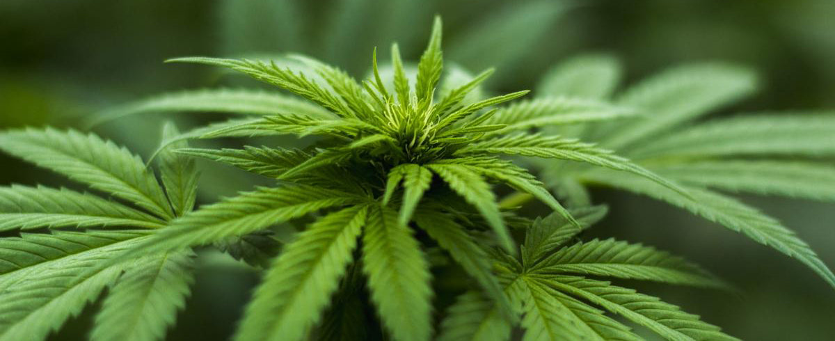 How to Irrigate Cannabis
