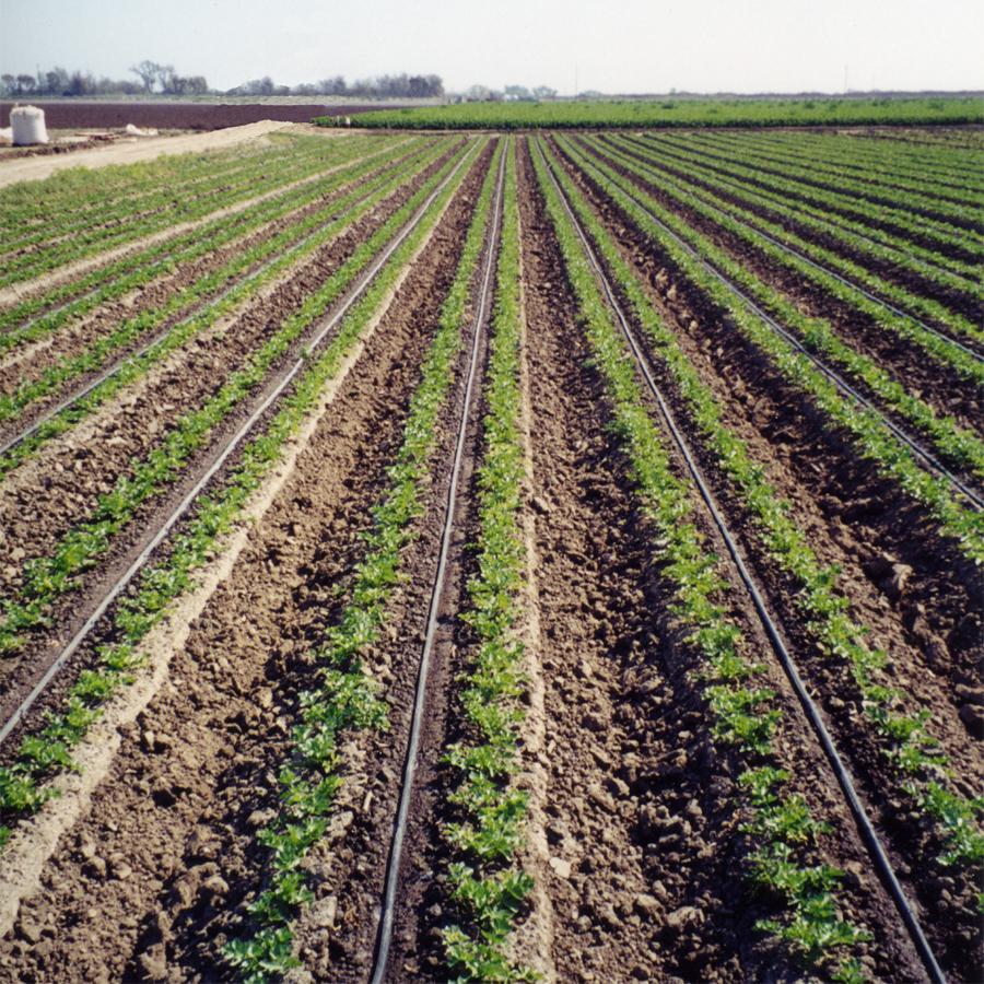 Drip Tape Field